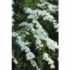 Brautspiere, Schneespiere FloraSelf Spiraea Arguta H 80-100 Cm Co 10 L -FloraSelf Geschäft DV 8 8903278 01 4c DE 20171213114005