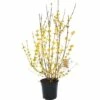 Goldglöckchen, Forsythie FloraSelf Forsythia Intermedia 'Goldrausch' H 80-100 Cm Co 10 L 1 Goldglöckchen, Forsythie FloraSelf Forsythia Intermedia 'Goldrausch' H 80-100 Cm Co 10 L -FloraSelf Geschäft DV 8 8903281 02 4c DE 20150521092753