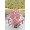 Rotholziger Hartriegel FloraSelf Cornus Alba 'Sibirica' H 100-125 Cm Co 15 L -FloraSelf Geschäft DV 8 8903282 01 4c DE 20201111071752
