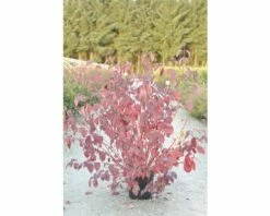 Rotholziger Hartriegel FloraSelf Cornus Alba 'Sibirica' H 100-125 Cm Co 15 L