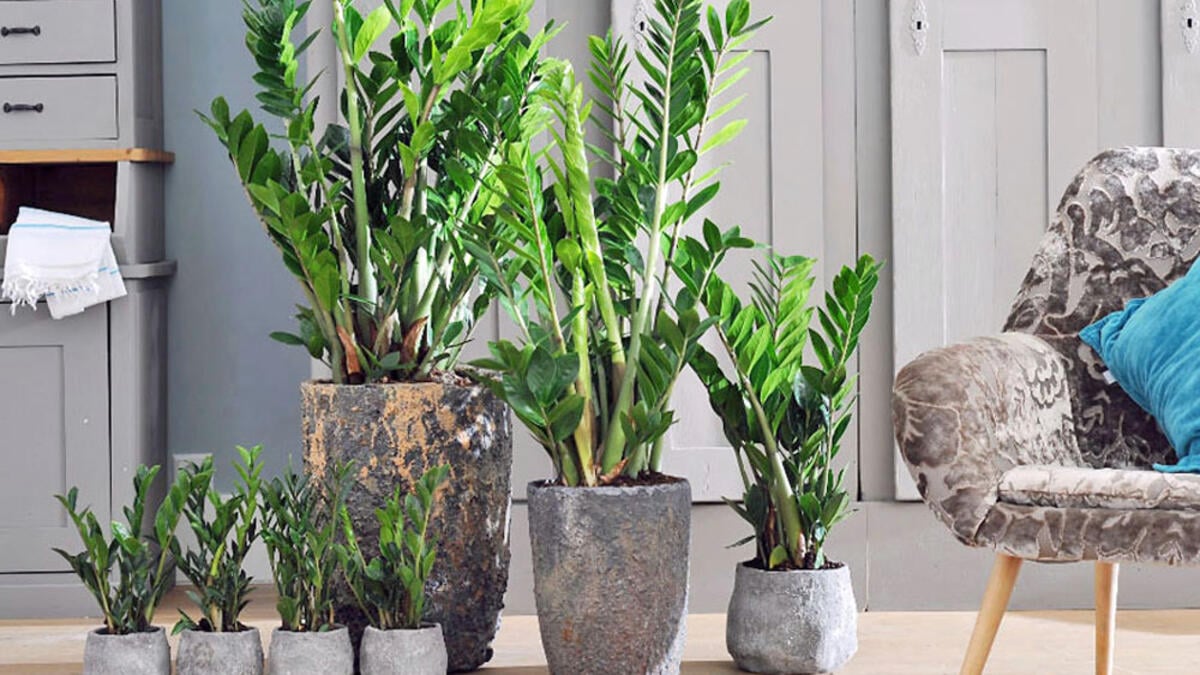 FloraSelf Geschäft -FloraSelf Geschäft zamie zimmerpflanze pflegeleicht 2511589 blp pflanzenfreude 0